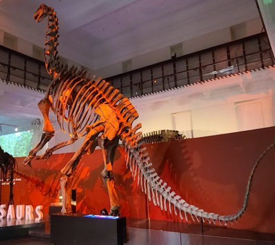 Australian Museum